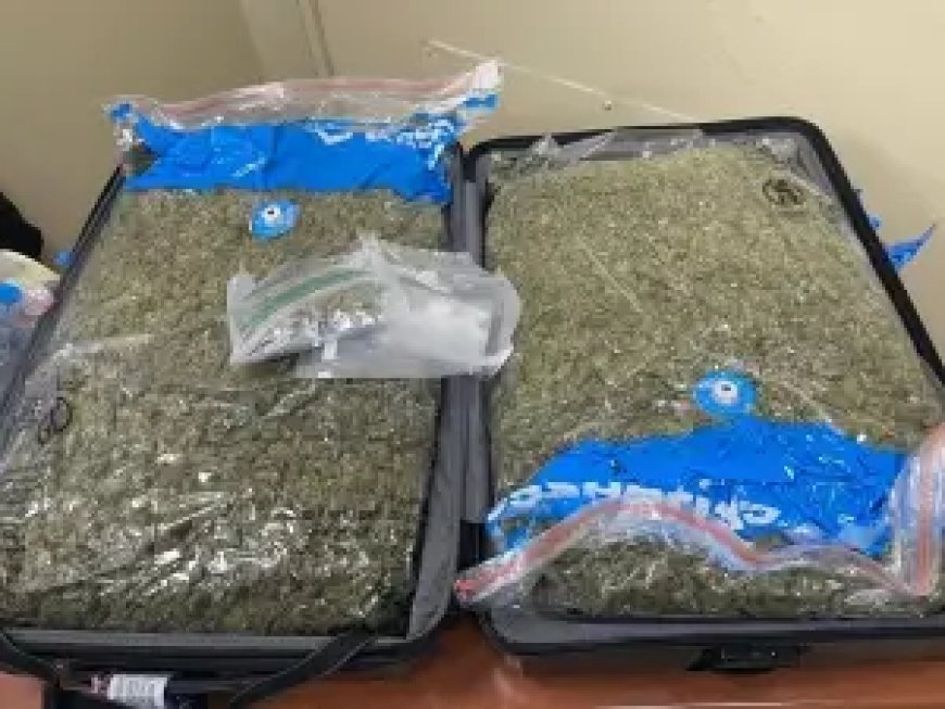 Ocupan 100 libras marihuana a una red en el Distrito Nacional