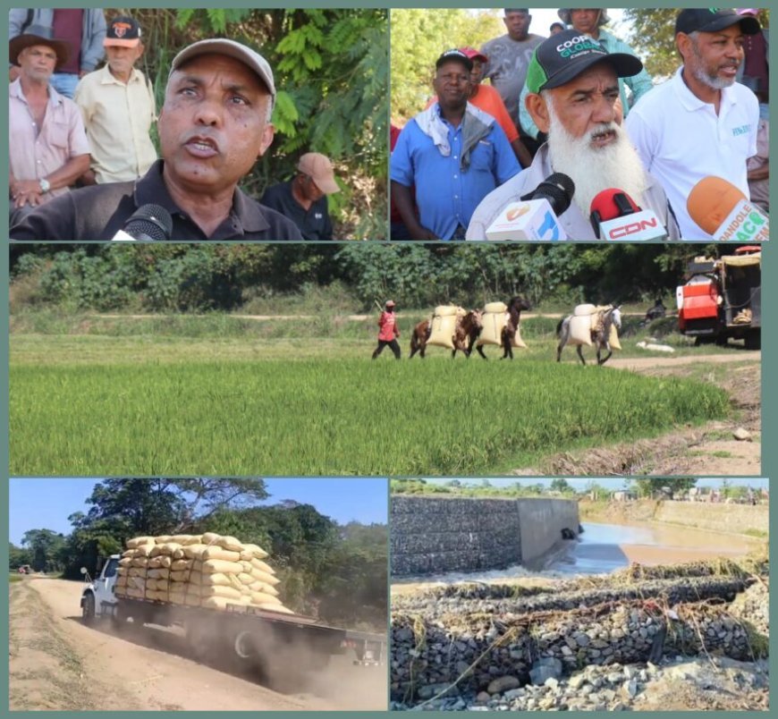 Productores de arroz desmienten que canal haitiano afecte cultivos de la parte baja del río masacre en Dajabón